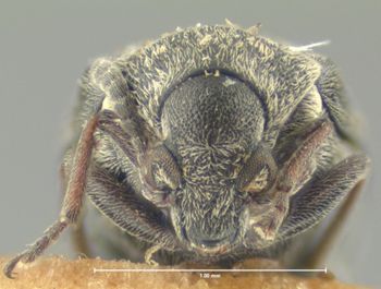 Media type: image;   Entomology 8204 Aspect: head frontal view